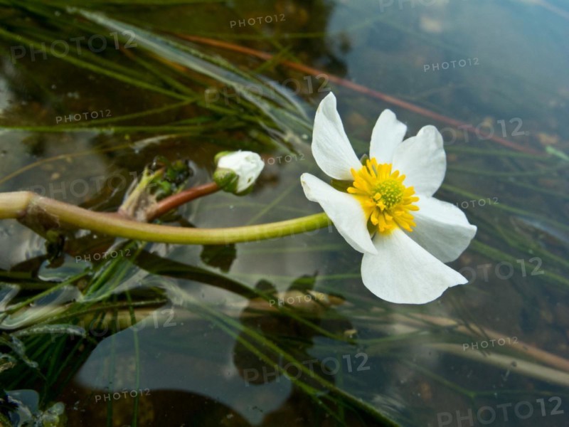 Flooding buttercup, Ranunculus fluitans, Danube seepage near Immendingen, Tuttlingen district, Baden-Wuerttemberg, Germany, Europe