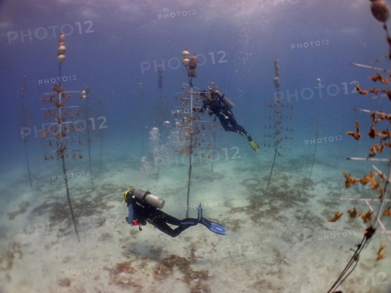 Coral farming. Divers clean the racks on which young specimens of elkhorn coral (Acropora palmata) or staghorn coral (Acropora cervicornis) grow until they can be released onto the reef. The aim is to breed corals that can withstand the higher water temperatures. Dive site Nursery, Tavernier, Florida Keys, Florida, USA, North America