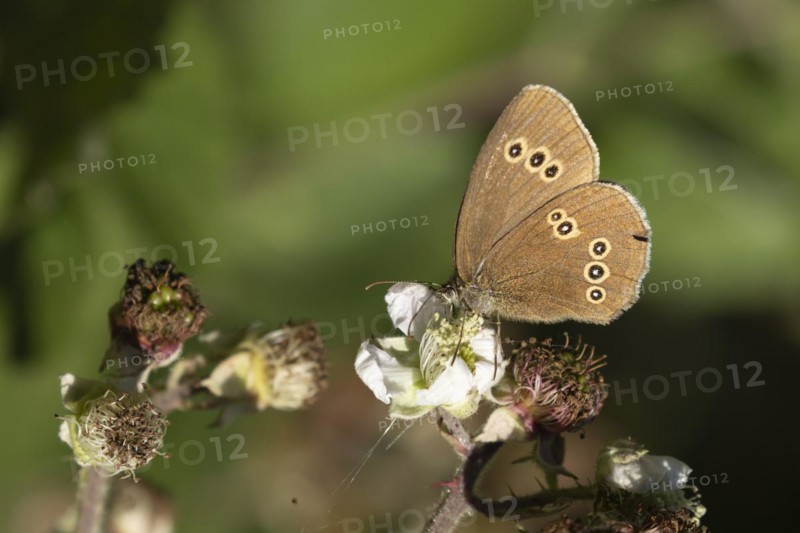 Ringlet butterfly (Aphantopus hyperantus) adult feeding on Bramble flowers, Suffolk, England, United Kingdom, Europe
