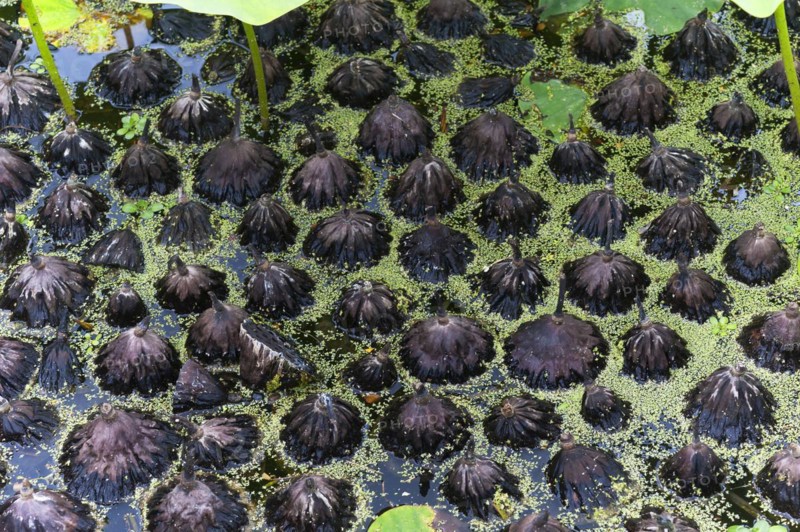 Fallen seed heads of white lotus (Nelumbo) in the water in the Parc Floral et Tropical de la Court d'Aron, Saint Cyr en Talmondais, Vandee, France, Europe