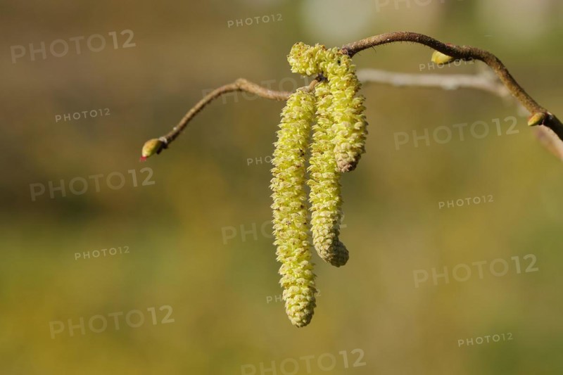 Common hazels (Corylus avellana), twig with male hazelnut blossoms, allergy, pollen, North Rhine-Westphalia, Germany, Europe