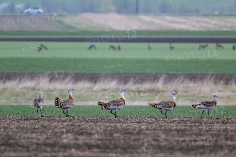 Several great bustards (Otis tarda) in a field, cockerels, Lower Austria, Austria, Europe