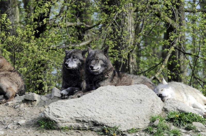 Mackenzie valley wolf (Canis lupus occidentalis), Captive, Germany, Europe, Two relaxed wolves lying on a rock, surrounded by green vegetation, Tierpark, Baden-Wuerttemberg, Europe