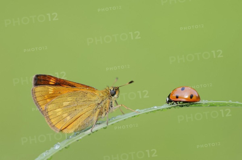 Rusty-coloured butterfly (Ochlodes sylvanus, Augiades sylvanus) and seven-spott ladybird (Coccinella septempunctata), North Rhine-Westphalia, Germany, Europe