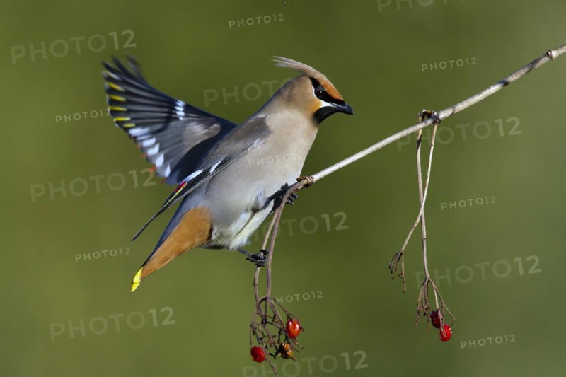 Bohemian waxwing (Bombycilla garrulus) feeding with small red fruits, La Mauricie national park, province of Quebec, Canada, North America