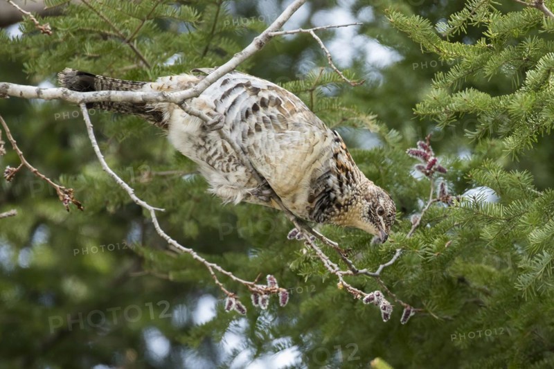 Ruffed grouse (Bonasa umbellus), male perched on a tree and eating buds, La Mauricie national park, Province of Quebec, Canada, North America