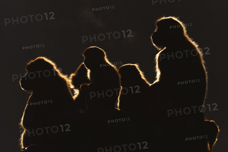 Djelada or gelada baboon (Theropithecus gelada), female in backlight, captive, occurrence in Ethiopia