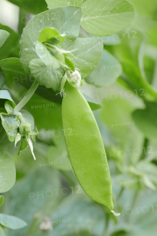 Pea or garden pea (Pisum sativum), pod, crop plant, North Rhine-Westphalia, Germany, Europe