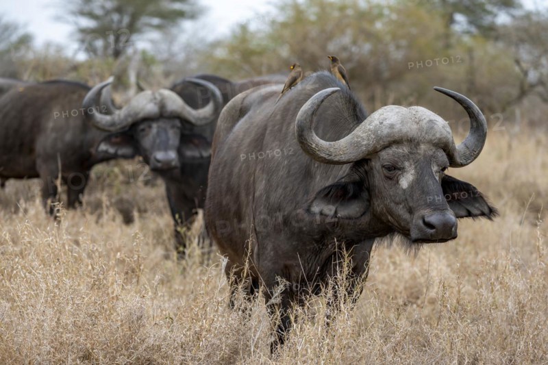 African buffalo (Syncerus caffer caffer) with yellowbill oxpecker (Buphagus africanus), group in dry grass, Kruger National Park, South Africa, Africa
