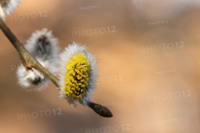 Flowering goat willow (Salix caprea), flower catkins with pollen on a branch, close-up, North Rhine-Westphalia, Germany, Europe