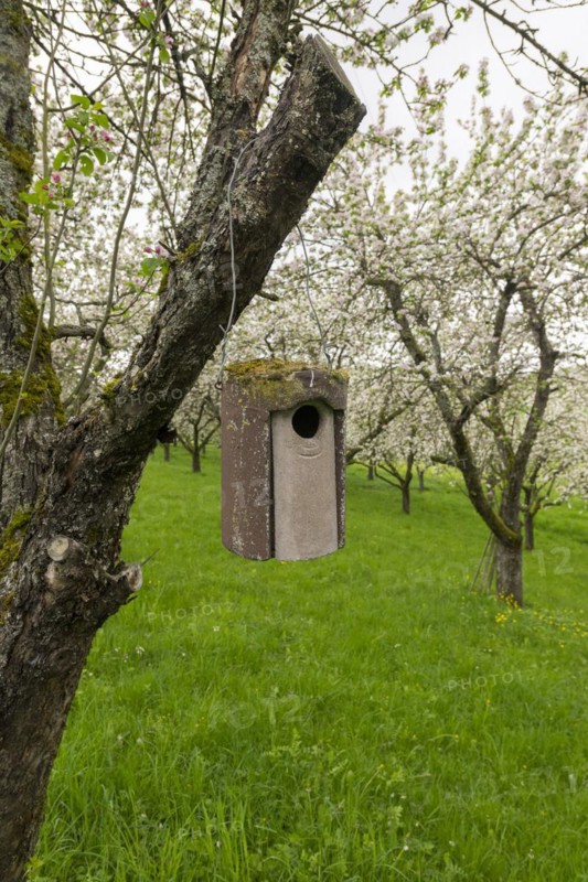 Nesting box for songbirds, meadow orchard, flowering apple trees, Baden, Wuerttemberg, Germany, Europe