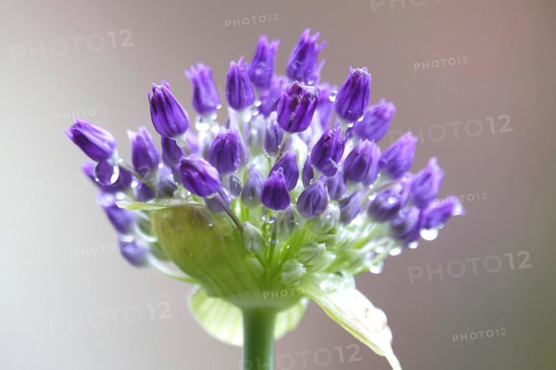 Ornamental leek (Alium), water droplets, spring, Germany, Europe