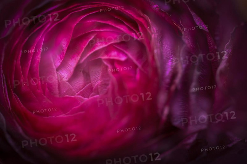 Petals, red persian buttercup (Ranunculus asiaticus), flowering, Germany, Europe