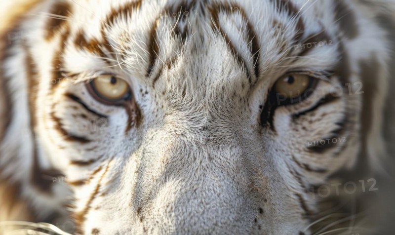 Close-up of a white tiger's face AI generated