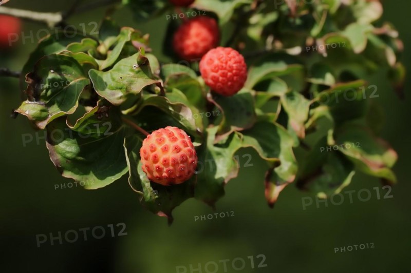 Japanese flowering dogwood (Cornus kousa), fruit, native to Asia, ornamental plant, North Rhine-Westphalia, Germany, Europe
