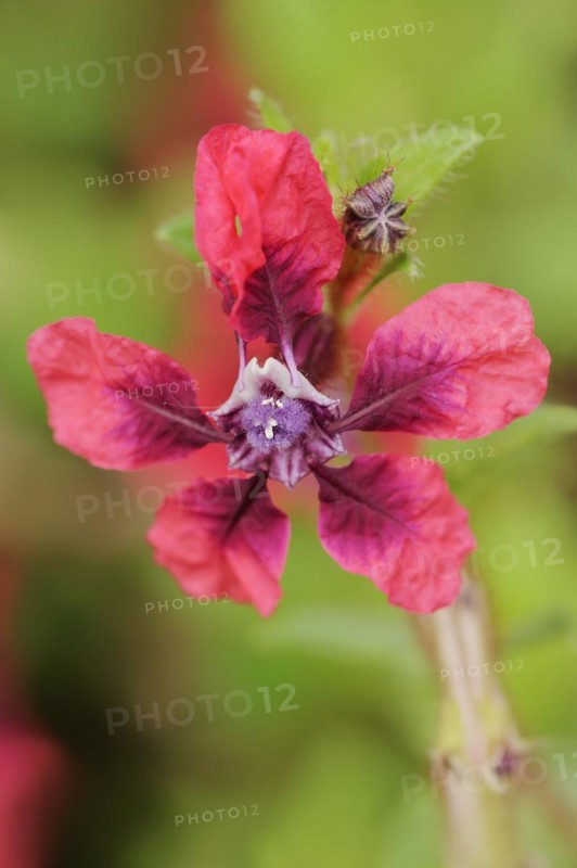 Cuphea 'Vienco Burgundy' (Cuphea llavea), flower, ornamental plant, North Rhine-Westphalia, Germany, Europe