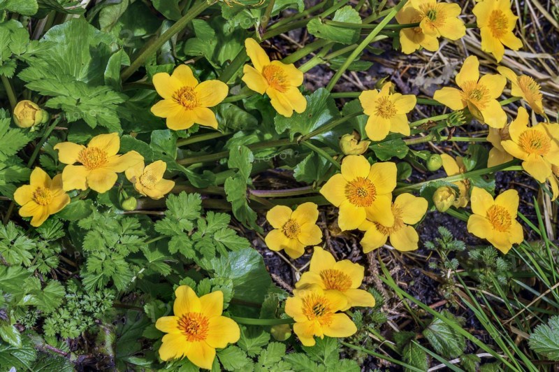 Yellow anemones (Anemone ranunculoides), Allgaeu, Swabia, Bavaria, Germany, Europe