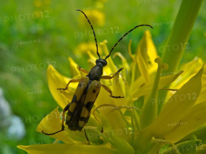 Yellow gentian, Gentiana lutea, large poplar ram, Saperda carcharias, Ursental, Tuttlingen, Baden-Wuerttemberg, Germany, Europe