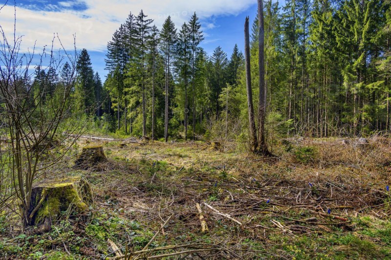 Spruce forest, pole forest with clear cut, Kemptner Wald, Allgaeu, Swabia, Bavaria, Germany, Europe