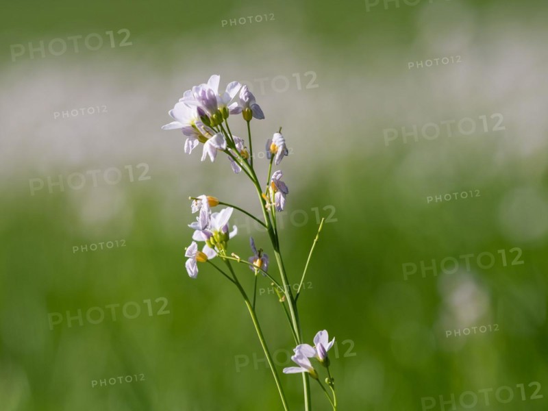 Cuckoo flower (Cardamine pratensis), Leoben, Styria, Austria, Europe