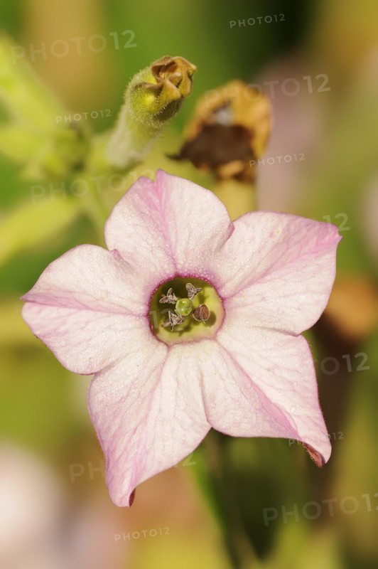 Ornamental tobacco (Nicotiana plumbaginifolia), flower, native to Central and South America