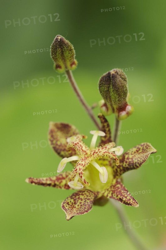 Toad lily (Tricyrtis puberula), flower, native to China