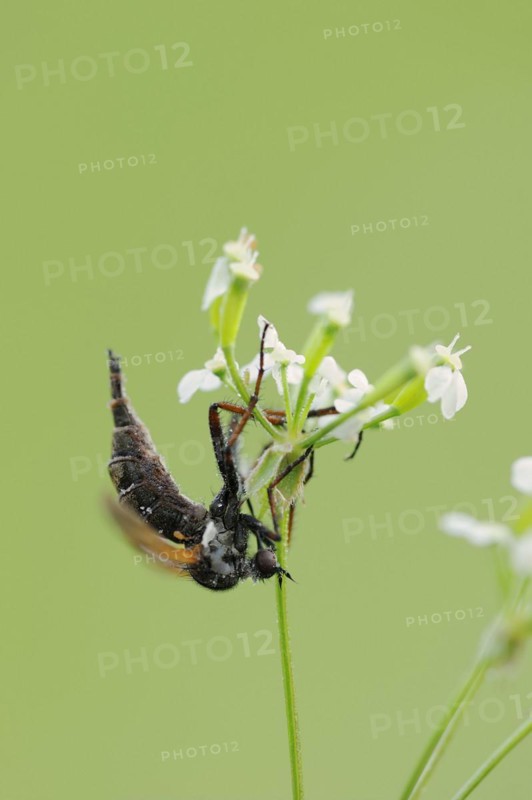 Empis tessellatav (Empis tessellata), North Rhine-Westphalia, Germany, Europe