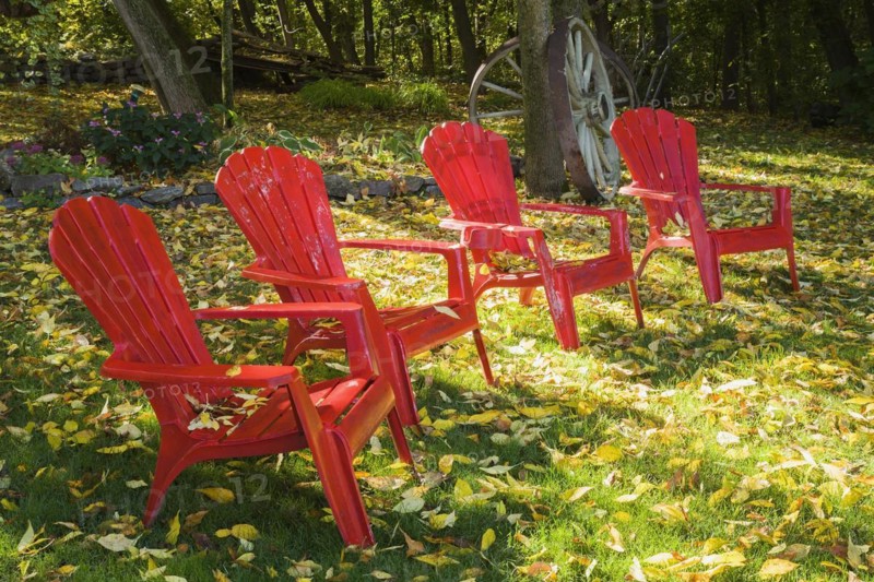Four red Adirondack chairs on green grass lawn with fallen Fraxinus velutina, Velvet Ash tree leaves in backyard garden in autumn, Quebec, Canada. This image is property released. PR0190