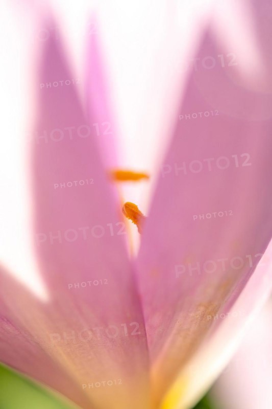 Detail of the stamen in an meadow saffron (Colchicum autumnale) . Alsace, East, France, Europe