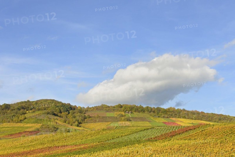 View of autumnal vineyards on the Roemerberg, Roman burial chamber, blue cloudy sky, wine village Nehren, Moselle, Rhineland-Palatinate, Germany, Europe