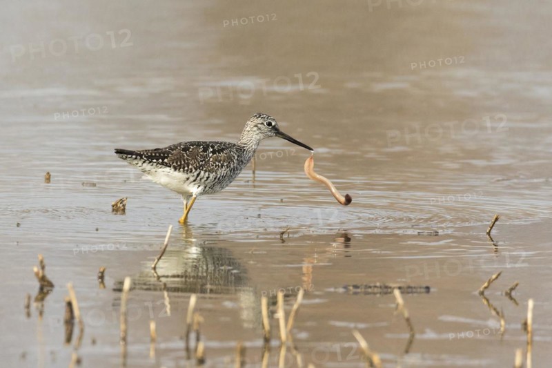 Greater yellowlegs (Tringa melanoleuca) eating a worm, La Mauricie national park, province of Quebec, Canada, North America