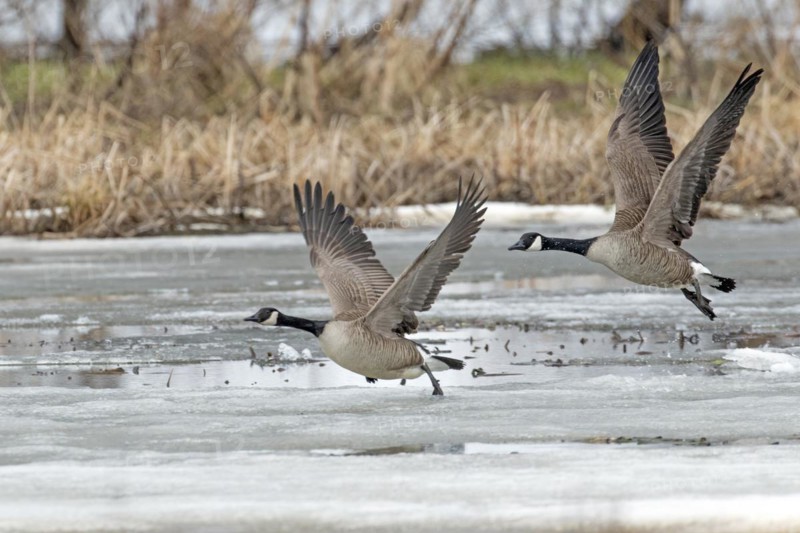 Canada geese (branta canadensis), pair taking off on a frozen marsh, Lac Saint-Pierre biosphere reserve, province of Quebec, Canada, North America