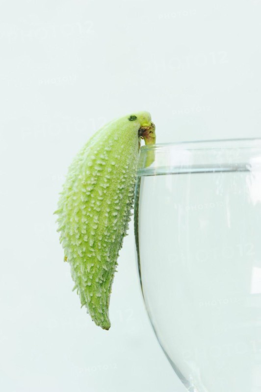Common milkweed (Asclepias syriaca), fruit as a decorative parrot on a wine glass