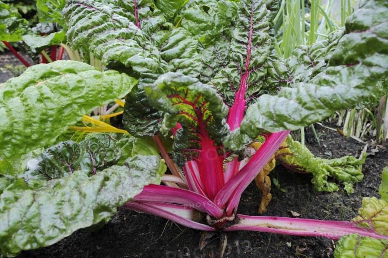 Red chard (Beta vulgaris subsp. vulgaris), North Rhine-Westphalia, Germany, Europe