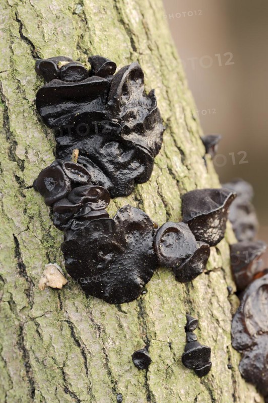 Warty glandular or warty black glandular (Exidia nigricans, Exidia plana), North Rhine-Westphalia, Germany, Europe