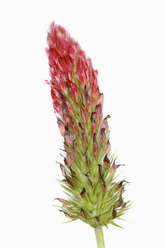 Purple clover or purple clover (Trifolium rubens) against a white background, North Rhine-Westphalia, Germany, Europe