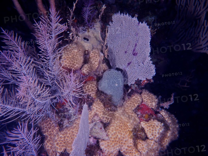 Common sea fan (Gorgonia ventalina), soft corals and stony corals at night. Dive site John Pennekamp Coral Reef State Park, Key Largo, Florida Keys, Florida, USA, North America