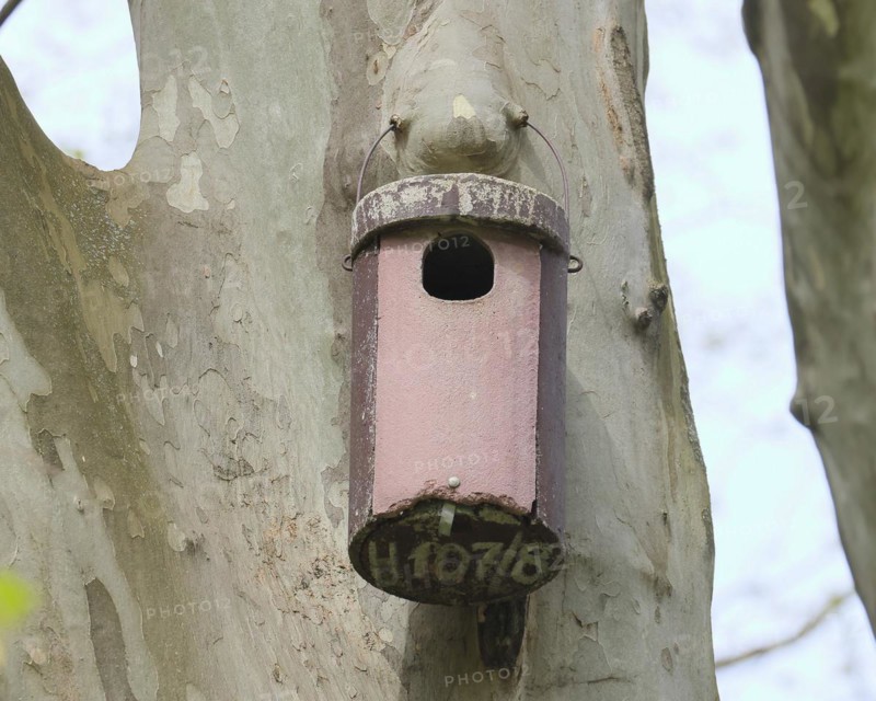 Stock dove nesting box on a plane tree, Rosensteinpark, Stuttgart, Baden-Wuerttemberg, Germany, Europe