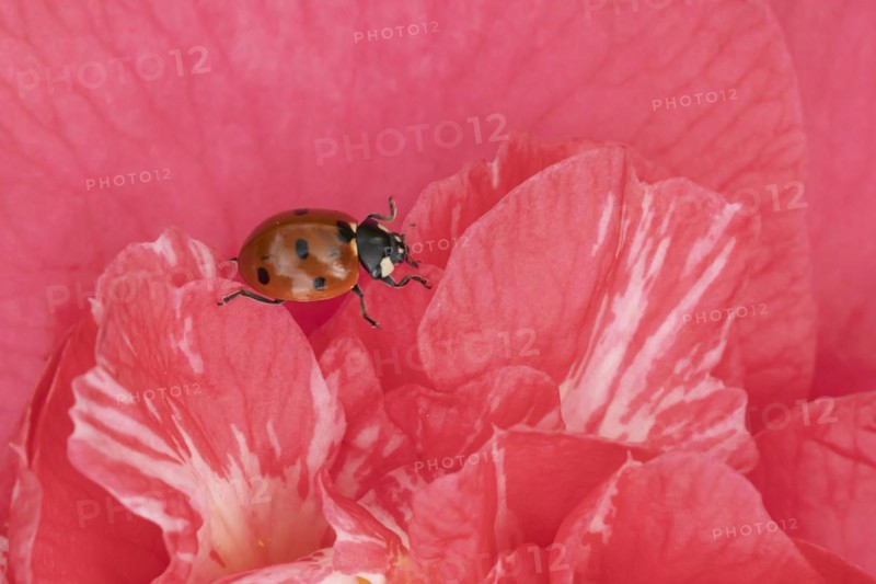 Seven-spot ladybird (Coccinella septempunctata) adult on a garden Camellia flower in spring, England, United Kingdom, Europe