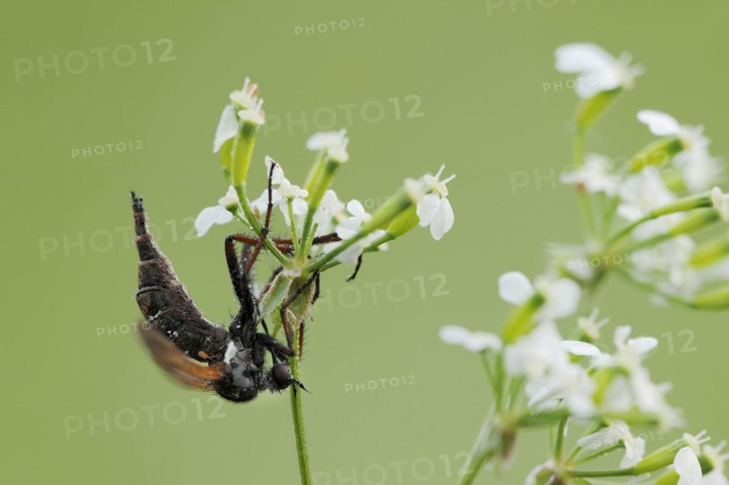 Empis tessellatav (Empis tessellata), North Rhine-Westphalia, Germany, Europe