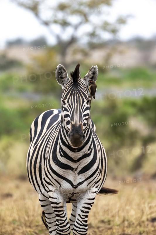 Plains zebra (Equus quagga) with several yellow-billed oxpecker (Buphagus africanus), African savannah, Kruger National Park, South Africa, Africa
