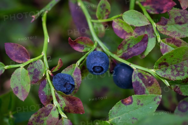 European blueberry (Vaccinium myrtillus), Blueberries, Finland, Europe
