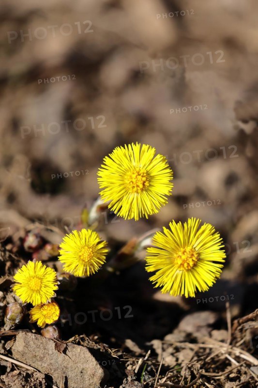Coltsfoot (Tussilago farfara), close-up of a group of flowers by the wayside, Wilnsdorf, North Rhine-Westphalia, Germany, Europe