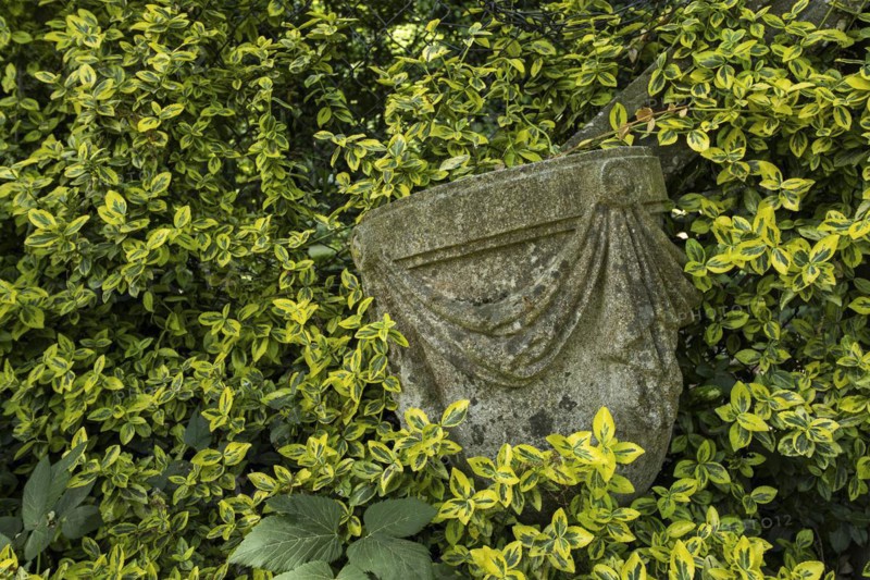 Ancient stonework building element overgrown by a hedge