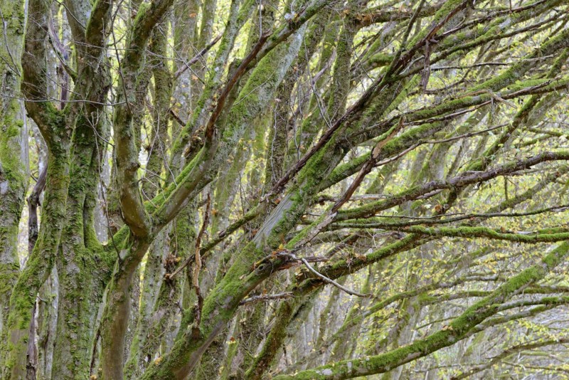 Deciduous trees, mossy european hornbeams (Carpinus betulus), Eastern Eifel, Rhineland-Palatinate, Germany, Europe