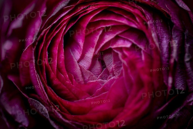 Petals, red persian buttercup (Ranunculus asiaticus), flowering, Germany, Europe