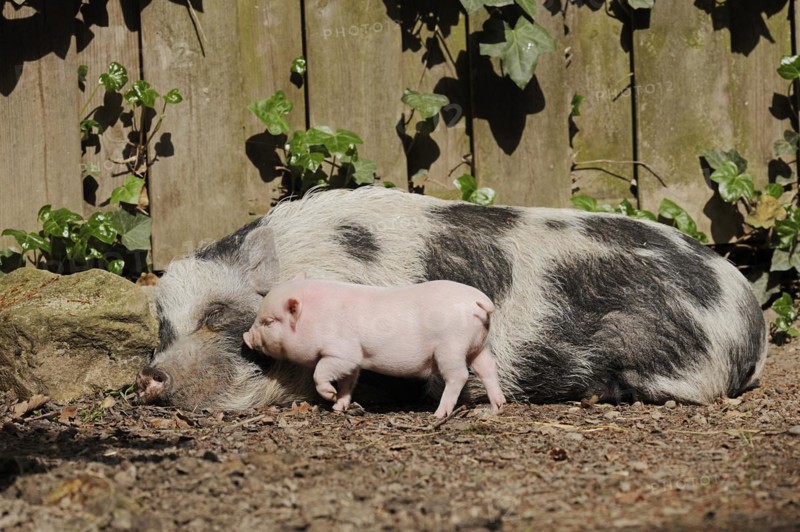 Goettingen minipig (Sus scrofa f. domestica), sow and piglet, North Rhine-Westphalia, Germany, Europe
