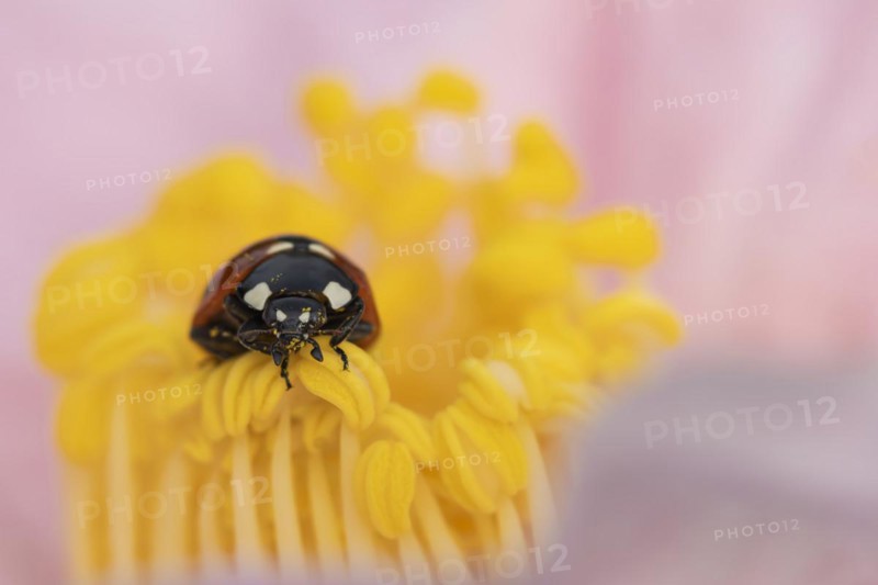 Seven-spot ladybird (Coccinella septempunctata) adult on a garden Camellia flower in spring, England, United Kingdom, Europe
