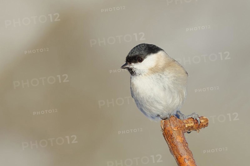 Marsh tit (Parus palustris) sitting on a branch, Wilnsdorf, North Rhine-Westphalia, Germany, Europe
