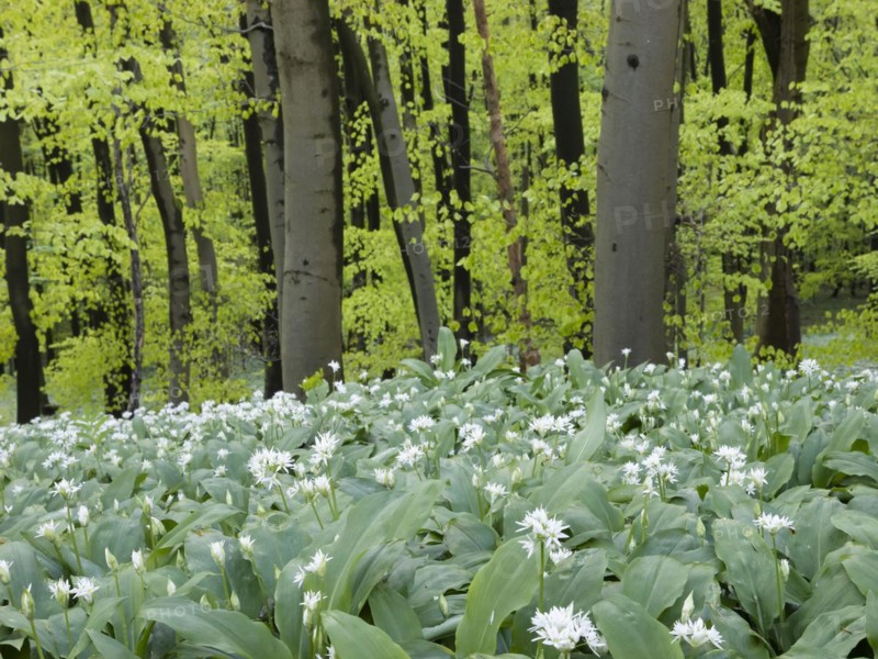 Ramson (Allium ursinum) in spring in the beech forest, Teutoburg Forest, North Rhine-Westphalia, Germany, Europe